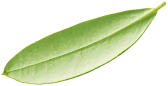 Leaf