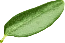 Leaf