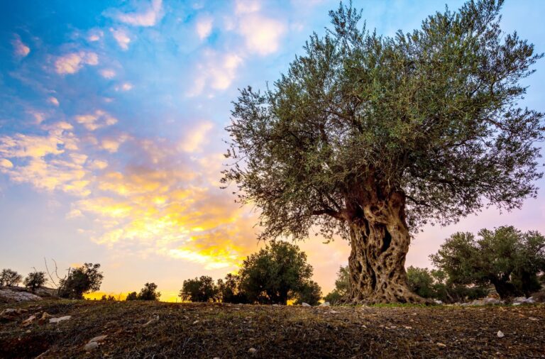 L’utilisation de l’huile d’olive par les anciens - Kolokotronis huile d’olive
