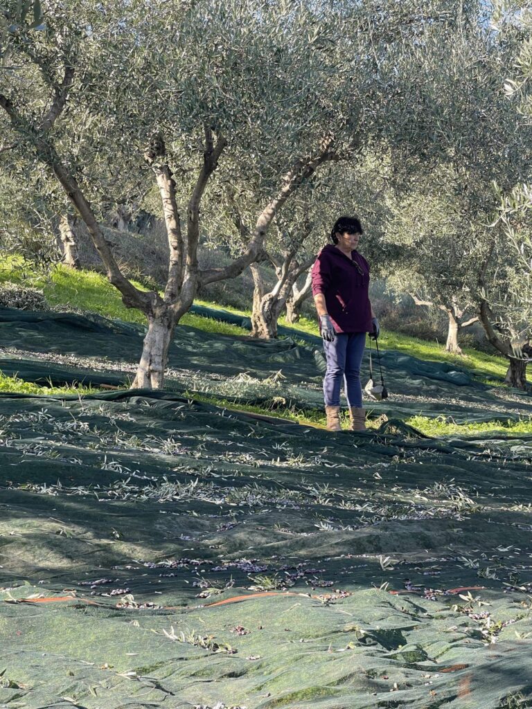 Odile - Huile d’olive Grecque de qualité supérieure