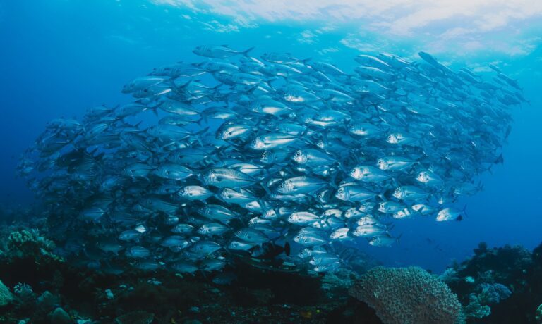 Les poissons en Grèce - Kolokotronis - Huile d'Olive Vierge Extra Grecque