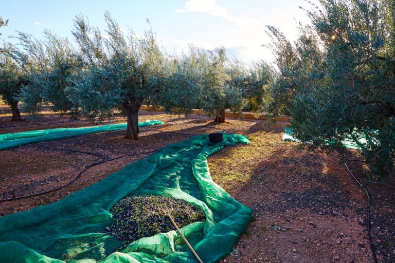 Perspectives de l'huile d'olive pour 2025, vers un marché plus équilibré